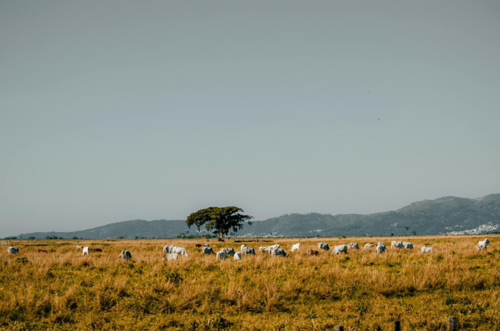 Serene rural landscape with cows grazing under a wide sky and a solitary tree.